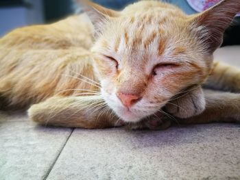 Close-up of ginger cat sleeping