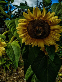 Close-up of sunflower