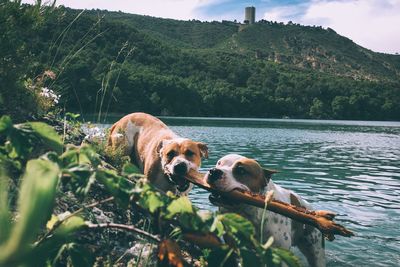 Dogs carrying stick in river against hill