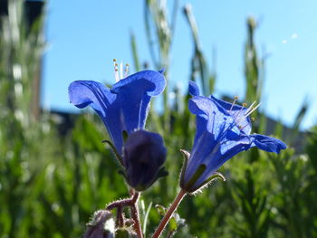 Close-up of purple flowering plant