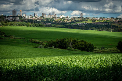 Scenic view of agricultural field against buildings in city