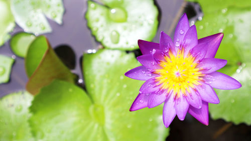 Close-up of wet purple lotus water lily
