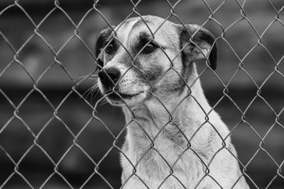 Close-up of dog looking through chainlink fence