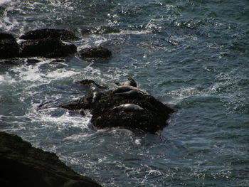 Man swimming in sea