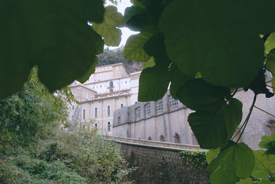 Low angle view of old building amidst trees