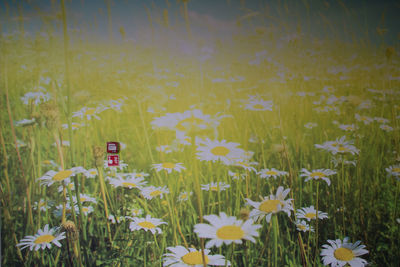 Close-up of poppy flowers blooming on field