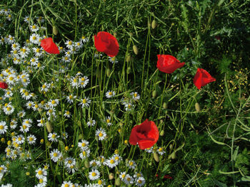 Close-up of red poppy flowers growing in field