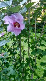 Close-up of flower blooming outdoors