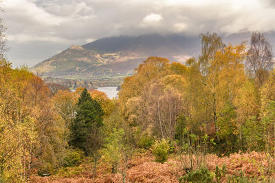 Trees and plants against sky during autumn