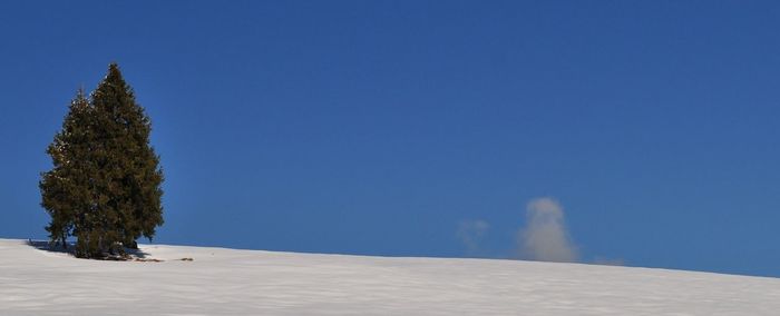 Trees against clear blue sky