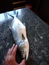 High angle view of hand holding fish