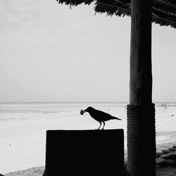 Seagull perching on a beach