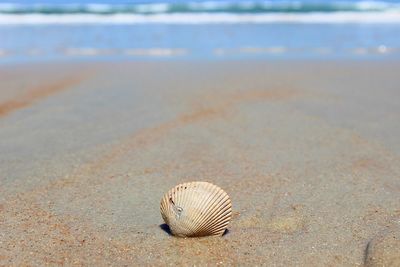 Close-up of seashell on beach