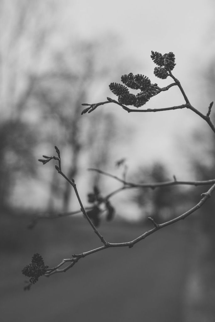 focus on foreground, tree, branch, growth, nature, tranquility, sky, plant, close-up, beauty in nature, twig, weather, leaf, outdoors, stem, season, tranquil scene, bare tree, day, silhouette