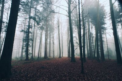 Trees growing in forest