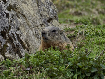 Close-up of a groundhog by a rock