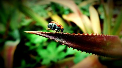 Close-up of ladybug on leaf