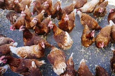 High angle view of chickens on road