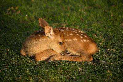 View of a deer on field