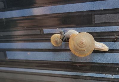 Close-up of snail on wood