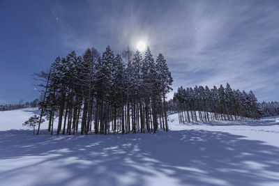 Trees on snow covered field against sky