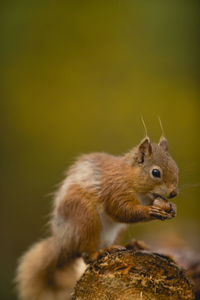 Close-up of squirrel