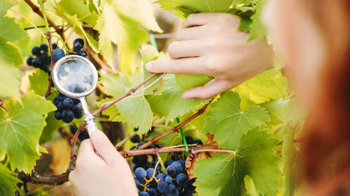 Magnifying glass looking at grapes