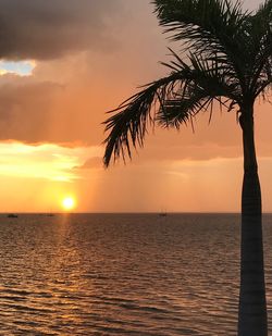 Silhouette palm tree by sea against sky during sunset