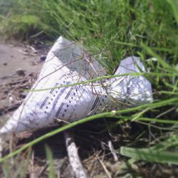 Close-up of grass in field