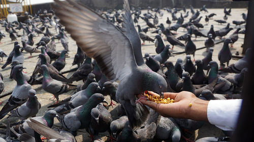 Low angle view of seagulls flying