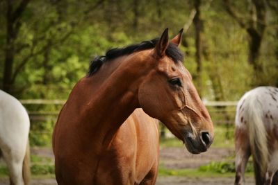 Close-up of horses standing on field