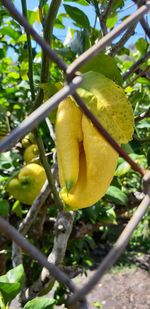 Close-up of fruit growing on tree