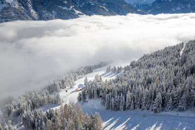 Scenic view of snow covered trees