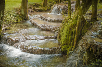 Scenic view of waterfall in forest