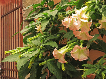 Close-up of plants