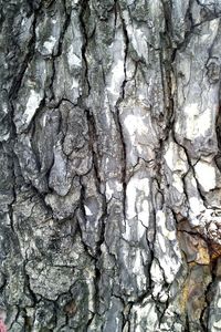 Full frame shot of tree trunk