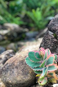 Close-up of succulent plant on rock