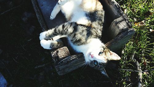 High angle view of cat relaxing outdoors