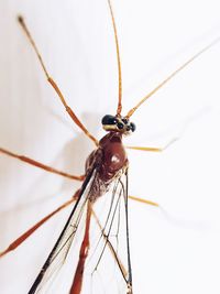 Close-up of insect over white background