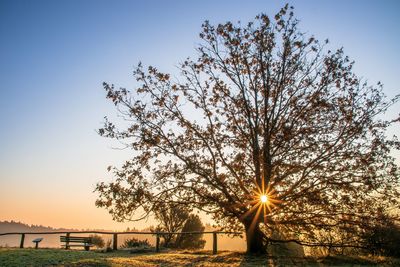 Tree by lake against sky during sunset