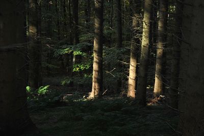 Trees in forest