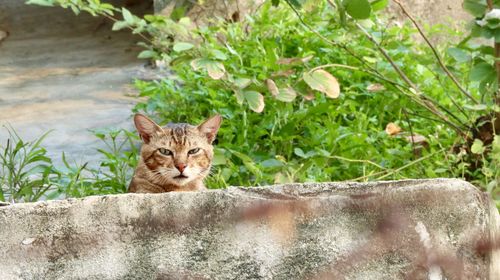 Portrait of cat by plants