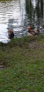 View of ducks swimming in lake