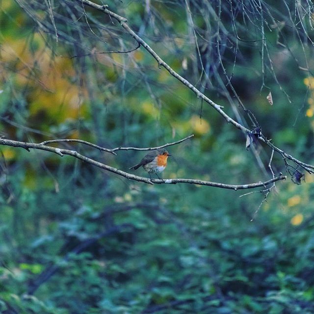 focus on foreground, spider web, close-up, forest, nature, selective focus, plant, growth, day, outdoors, water, twig, beauty in nature, branch, tranquility, no people, grass, fragility, tree, animal themes