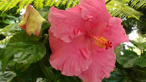 Close-up of hibiscus blooming outdoors