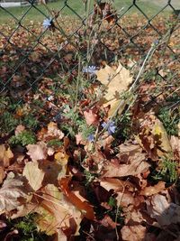 High angle view of dry leaves on field during autumn