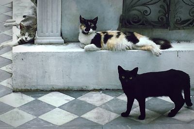 Portrait of black cat sitting outdoors