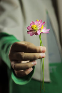 Close-up of hand holding pink flower