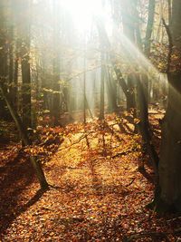 Sun shining through trees