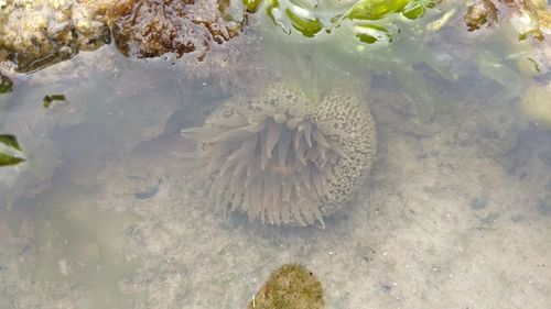 Close-up of jellyfish swimming in sea